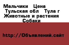 Мальчики › Цена ­ 7 000 - Тульская обл., Тула г. Животные и растения » Собаки   